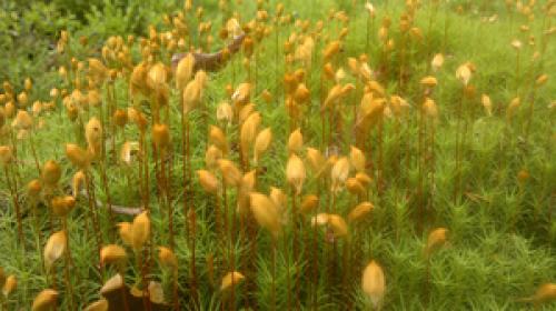 Спорофит кукушкина льна. Строение и особенности размножения кукушкина льна