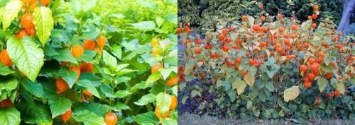 Что можно сажать после чеснока на следующий год. Что посадить после чеснока на следующий год, советы, рекомендации