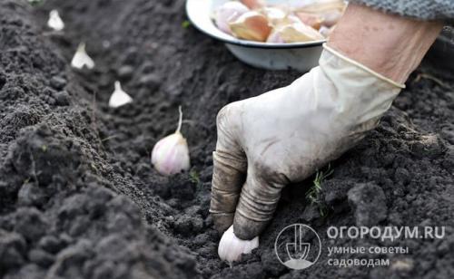 После чего сажать чеснок весной. Благоприятные «предшественники»