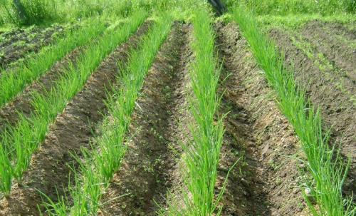 После чего можно сажать чеснок. Важность правильного севооборота и предшественники чеснока 01 После чего можно сажать чеснок. Важность правильного севооборота и предшественники чеснока 01