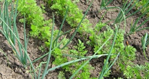 После чего можно сажать чеснок и лук. Что можно сажать с чесноком и луком в одну грядку: смешанные посадки
