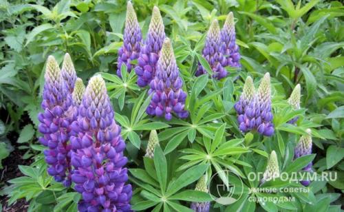 После чего сажать чеснок весной. Благоприятные «предшественники»