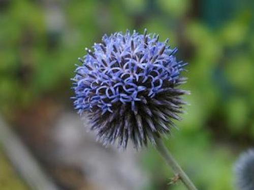 Что такое мордовник и почему его стоит выращивать в саду. Почему мордовник набирает популярность?