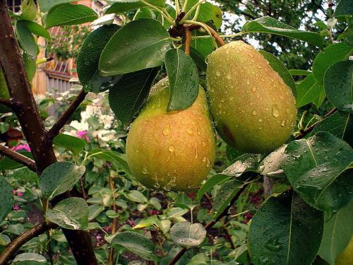 Таблица совместимости плодовых деревьев и кустарников 09