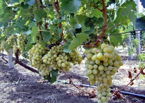 Таблица совместимости плодовых деревьев и кустарников 12