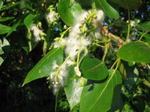 Черный тополь где растет. Чёрный тополь: описание, место произрастания, сбор и применение 01 Черный тополь где растет. Чёрный тополь: описание, место произрастания, сбор и применение 01