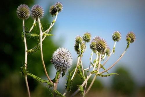 Мордовник шароголовый на даче: как с ним бороться 04 Мордовник шароголовый на даче: как с ним бороться 04