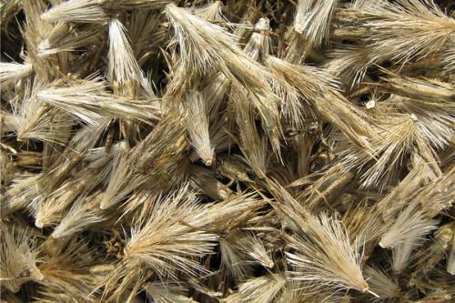 Мордовник шароголовый на даче: как с ним бороться 02 Мордовник шароголовый на даче: как с ним бороться 02