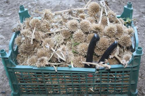 Мордовник шароголовый на даче: как с ним бороться 03 Мордовник шароголовый на даче: как с ним бороться 03