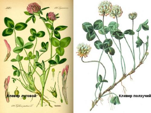 Клевер ползучий жилкование листьев. Содержимое разработки