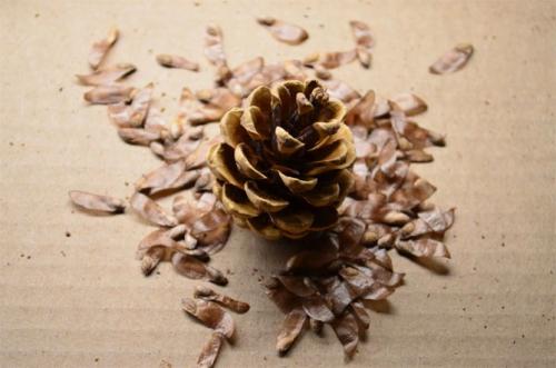 Сосна Крымская фиолент из семян. Как вырастить сосну из шишки в домашних условиях: посев семян, уход за растениями