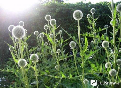 Полное руководство: когда и как правильно сажать мордовник шароголовый