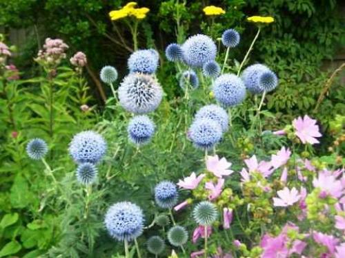 Полное руководство: когда и как правильно сажать мордовник шароголовый 01