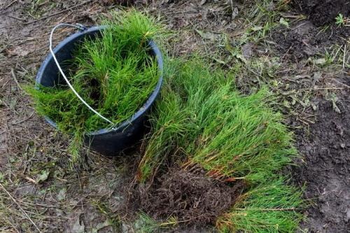 Как посадить шишку в горшке. Как вырастить сеянцы сосны или елки на подоконнике