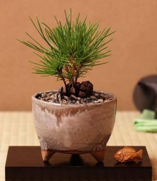 Как вырастить шишку в домашних условиях. Потрясающая идея! Вот, как вырастить мини ёлку из шишки самому!