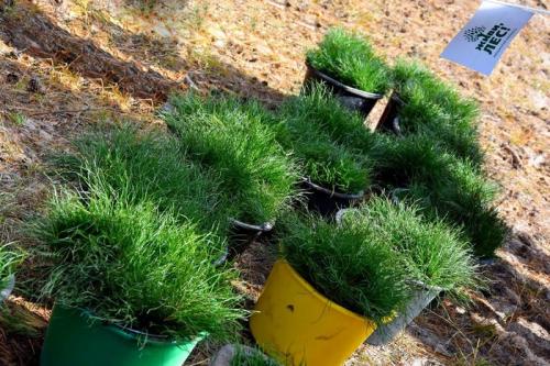 Как посадить шишку в горшке. Как вырастить сеянцы сосны или елки на подоконнике