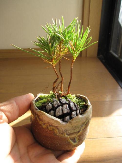 Как вырастить шишку в домашних условиях. Потрясающая идея! Вот, как вырастить мини ёлку из шишки самому!