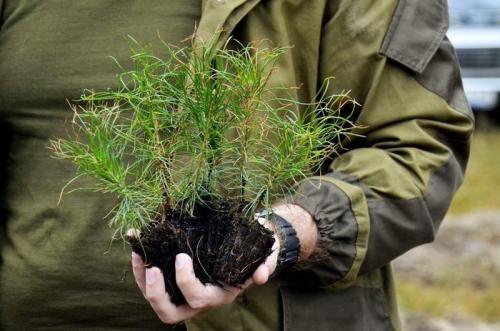 Как посадить шишку в горшке. Как вырастить сеянцы сосны или елки на подоконнике