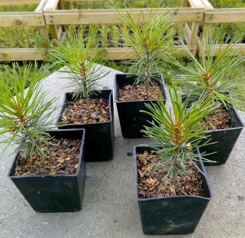 Сосна крымская фиолент в горшке. Как вырастить сосну из шишки в домашних условиях: посев семян, уход за растениями