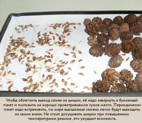 Сосна из шишки в горшке. Работа с шишками