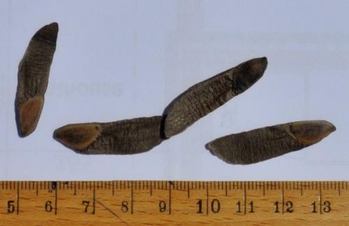 Как вырастить сосну из шишки в домашних условиях. Подготовка к посадке