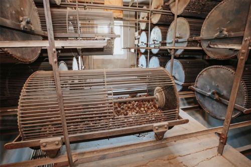 Сосна крымская фиолент в горшке. Как вырастить сосну из шишки в домашних условиях: посев семян, уход за растениями