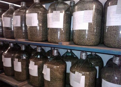 Сосна крымская фиолент в горшке. Как вырастить сосну из шишки в домашних условиях: посев семян, уход за растениями