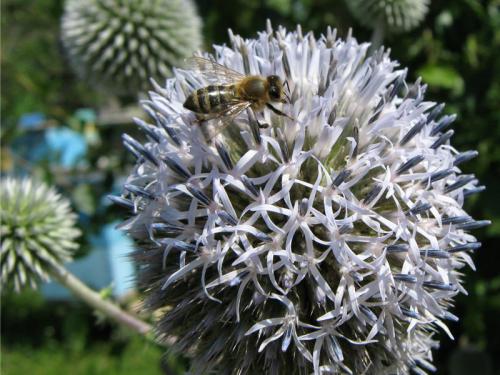 Как пчелы реагируют на мордовник шароголовый и насколько он привлекателен для них. Пчёлы на соцветиях мордовника шароголового