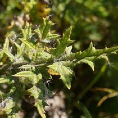 Можно ли использовать мордовник шароголовый в сочетании с другими медоносами для повышения продуктивности. Декоративные виды и сорта мордовника