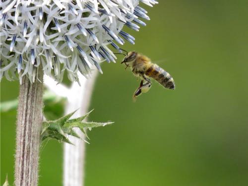 Как пчелы реагируют на мордовник шароголовый и насколько он привлекателен для них. Пчёлы на соцветиях мордовника шароголового