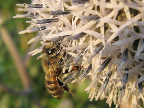 Как пчелы реагируют на мордовник шароголовый и насколько он привлекателен для них. Пчёлы на соцветиях мордовника шароголового