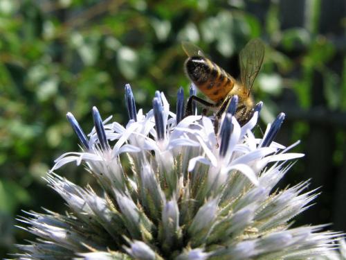 Как пчелы реагируют на мордовник шароголовый и насколько он привлекателен для них. Пчёлы на соцветиях мордовника шароголового