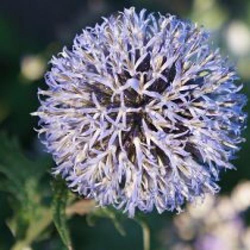 Можно ли использовать мордовник шароголовый в сочетании с другими медоносами для повышения продуктивности. Декоративные виды и сорта мордовника