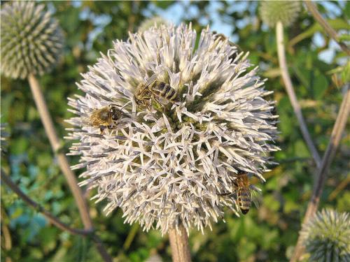 Как пчелы реагируют на мордовник шароголовый и насколько он привлекателен для них. Пчёлы на соцветиях мордовника шароголового