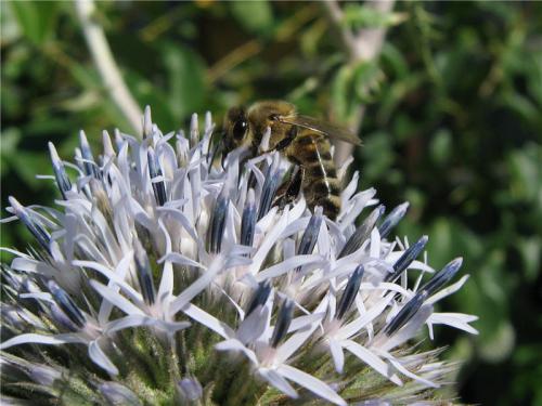 Как пчелы реагируют на мордовник шароголовый и насколько он привлекателен для них. Пчёлы на соцветиях мордовника шароголового