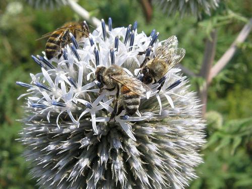 Как пчелы реагируют на мордовник шароголовый и насколько он привлекателен для них. Пчёлы на соцветиях мордовника шароголового