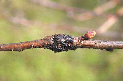 Какие средства и инструменты используются для уборки породы на плодовых деревьях. Весенняя уборка. Очищаем плодовые деревья от вредителей