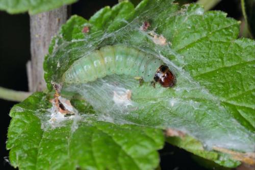 Уборка породных деревьев: проверенные методы и советы 04