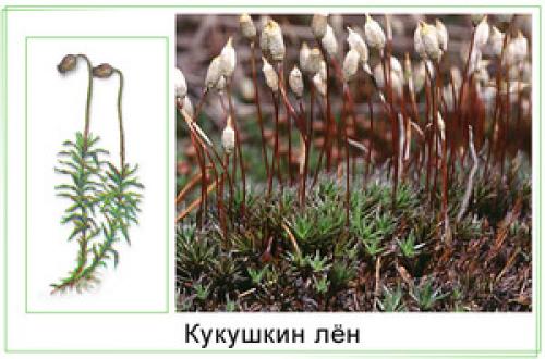 Гаметофит кукушкина льна. Строение и особенности размножения кукушкина льна