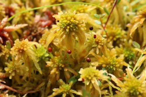 Значение кукушкина льна. Сравнение мхов сфагнума и
кукушкиного льна Для школьников 5 6 7 класс.