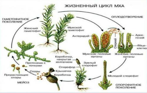 Спорофит кукушкина льна. Описание и фото мха кукушкина льна