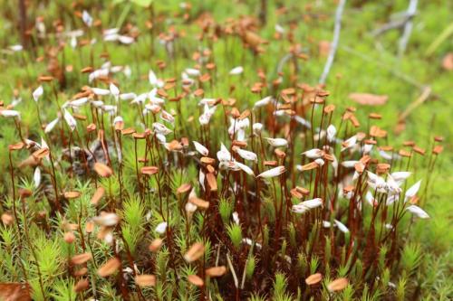 Значение кукушкина льна. Сравнение мхов сфагнума и
кукушкиного льна Для школьников 5 6 7 класс.