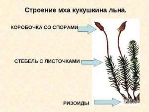 Гаметофит кукушкина льна. Строение и особенности размножения кукушкина льна