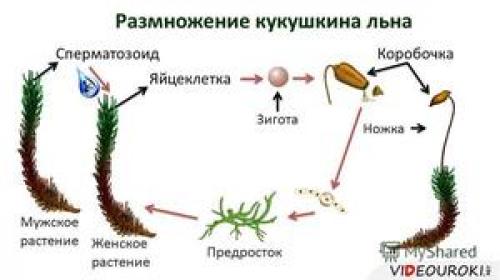 Гаметофит кукушкина льна. Строение и особенности размножения кукушкина льна