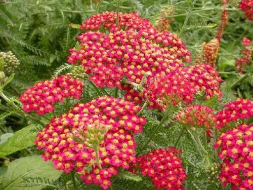 Цветок ахиллея жемчужина птармика. Виды и сорта 16