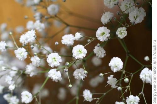 Гипсофила (жемчужница). Выращивание неприхотливой гипсофилы