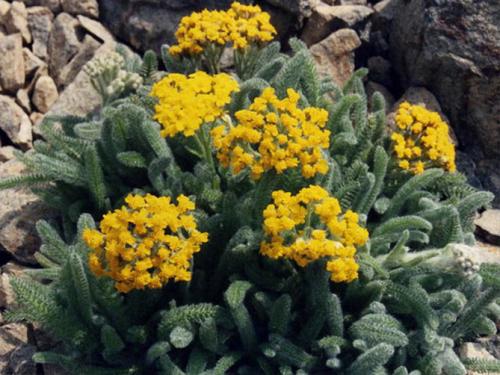 Цветок ахиллея жемчужина птармика. Виды и сорта