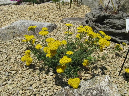 Цветок ахиллея жемчужина птармика. Виды и сорта