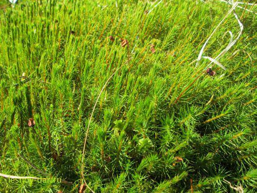 Спорофит кукушкина льна. Описание и фото мха кукушкина льна