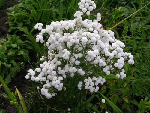 Цветок ахиллея жемчужина птармика. Виды и сорта